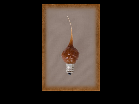 Applesause Scented 3 Watt Tiny Tim Bulb