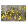 Spring Forsythia Garland