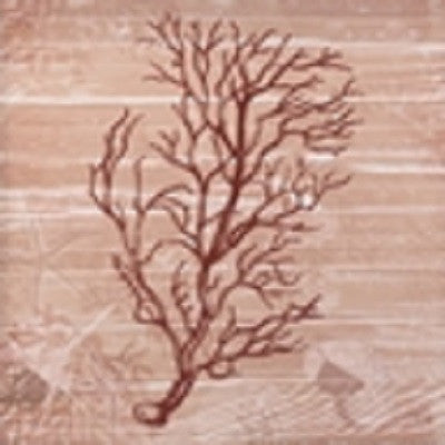 Sea-Swept Coral Canvas Wall Art
