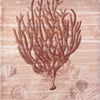 Seaside Coral Canvas Wall Art